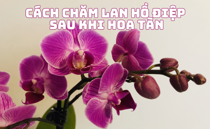 Hình ảnh minh họa cách cắt vòi hoa tàn trên lan hồ điệp để chuẩn bị cho chu kỳ ra hoa tiếp theo.